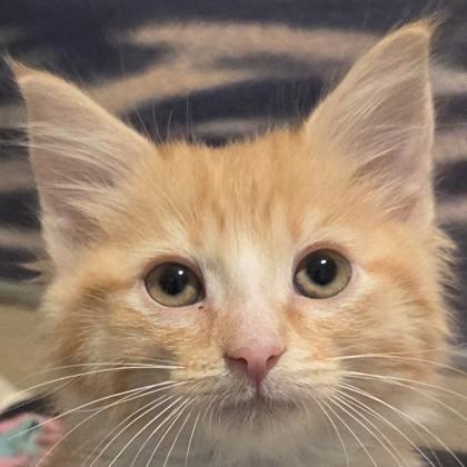 Eddie, Adoptable, Kitten Male Domestic Medium Hair & Domestic Short Hair.