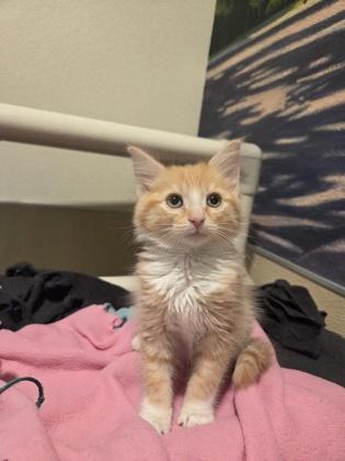 Enlarge Eddie, a Adoptable mixed breed in Pleasanton, CA image 3/3