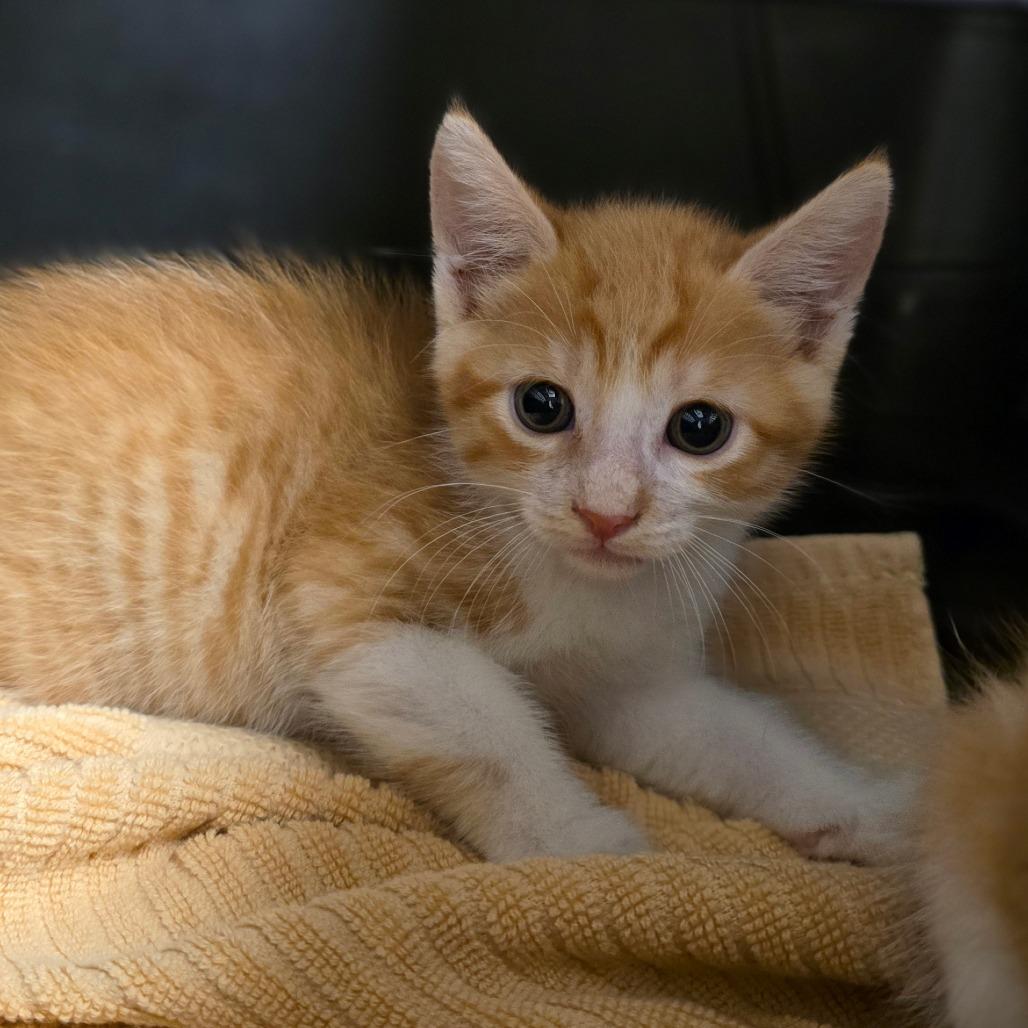 Avast, Adoptable, Kitten Male Domestic Short Hair.