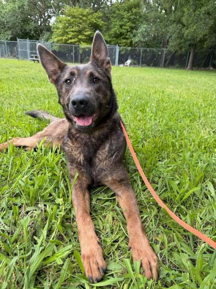 Dori, Adoptable, Young Female German Shepherd Dog.