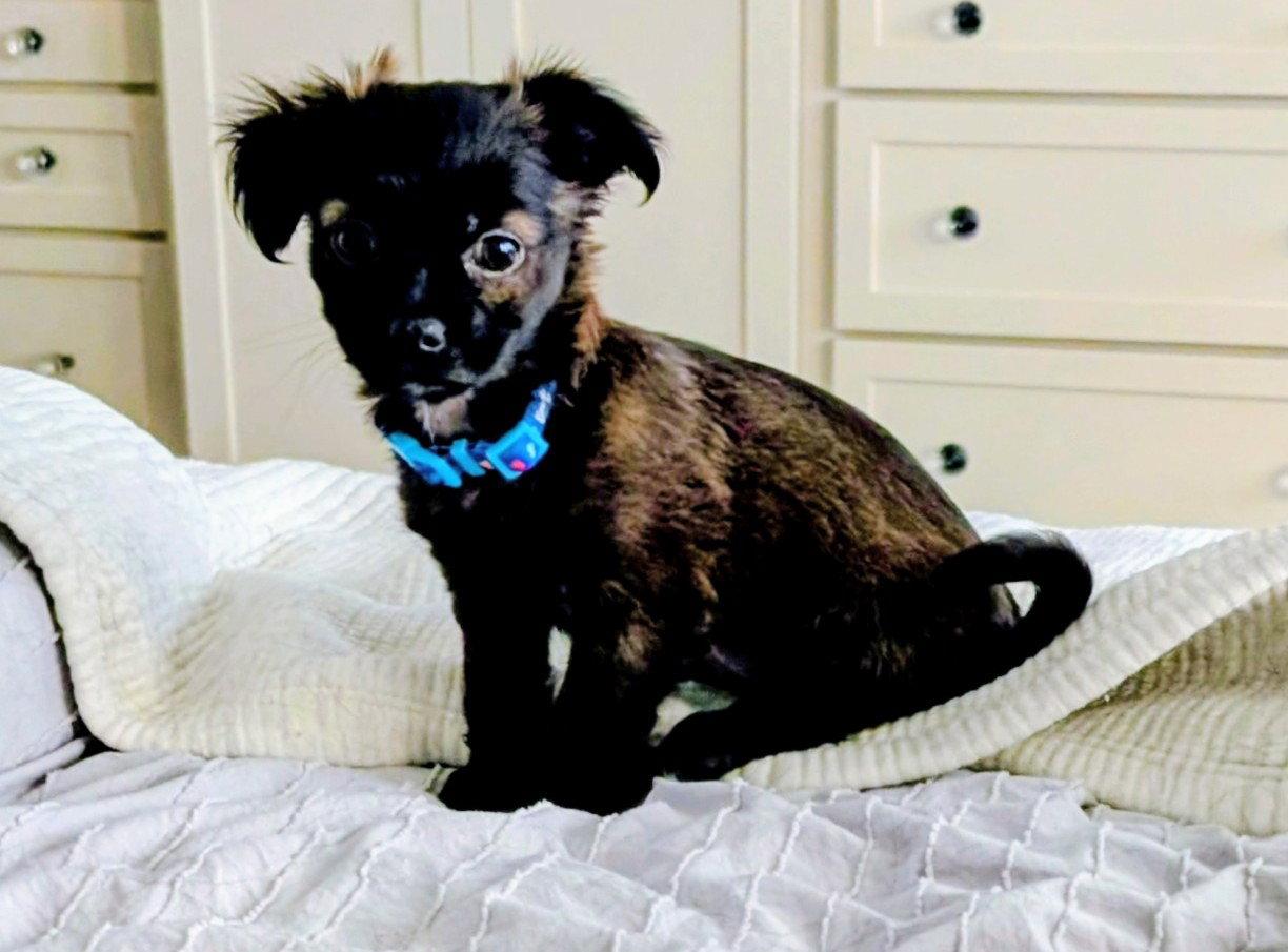 Fozzie, Adopted, Puppy Male Schnauzer.
