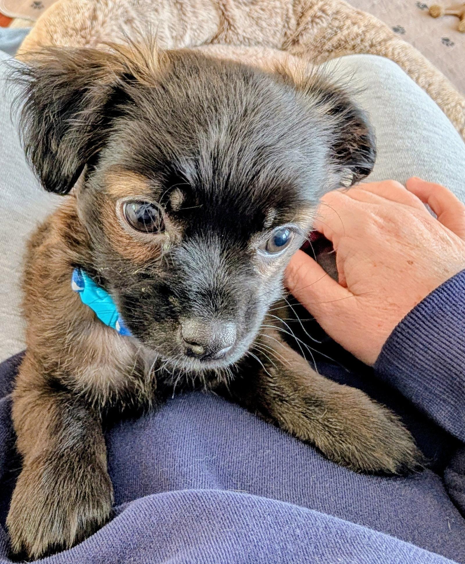 Enlarge Fozzie, a Adopted Schnauzer in St. Louis, MO image 2/3