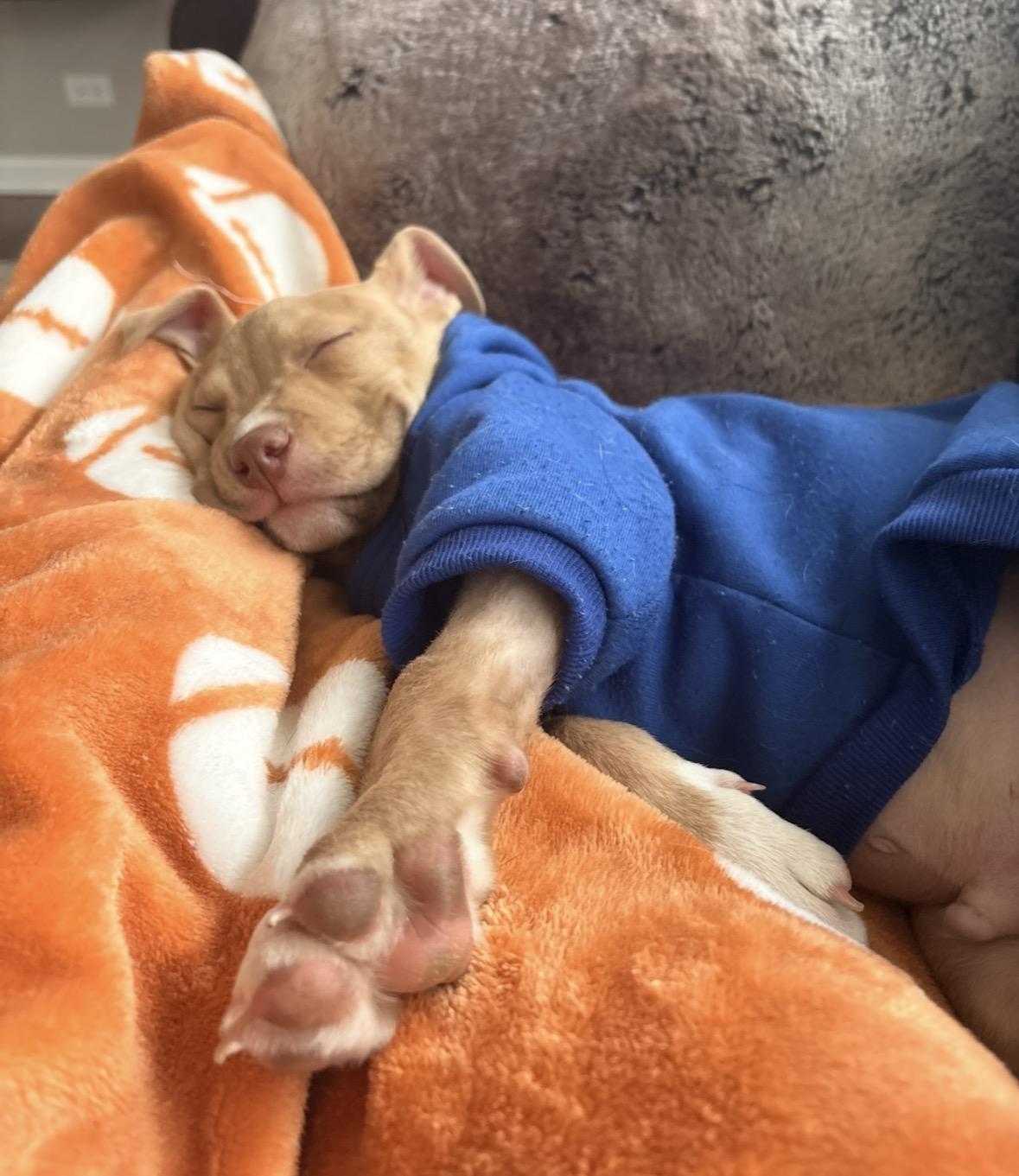 Enlarge Duke, a ADOPTABLE mixed breed in Warrenville, IL image 4/6