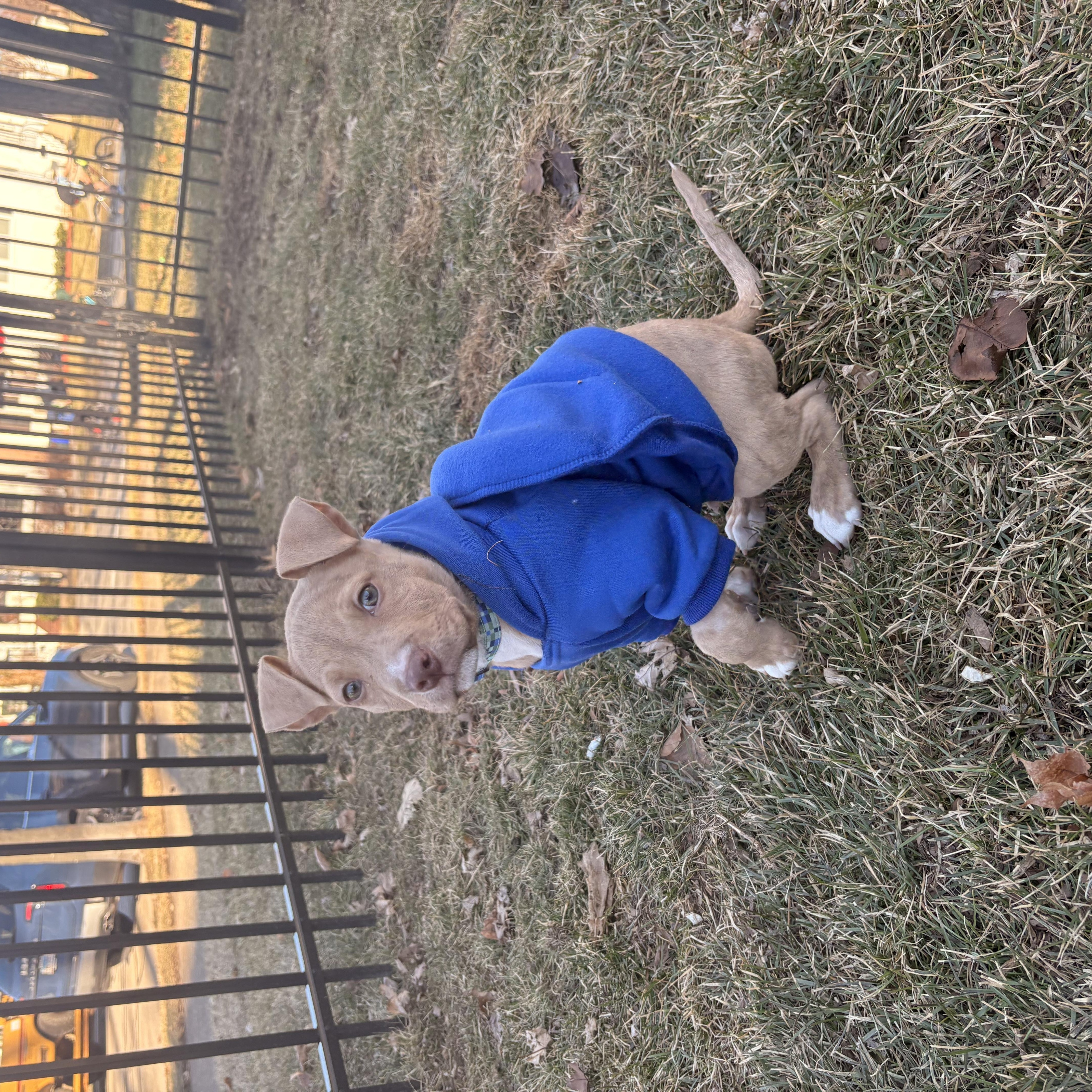 Enlarge Duke, a ADOPTABLE mixed breed in Warrenville, IL image 3/6