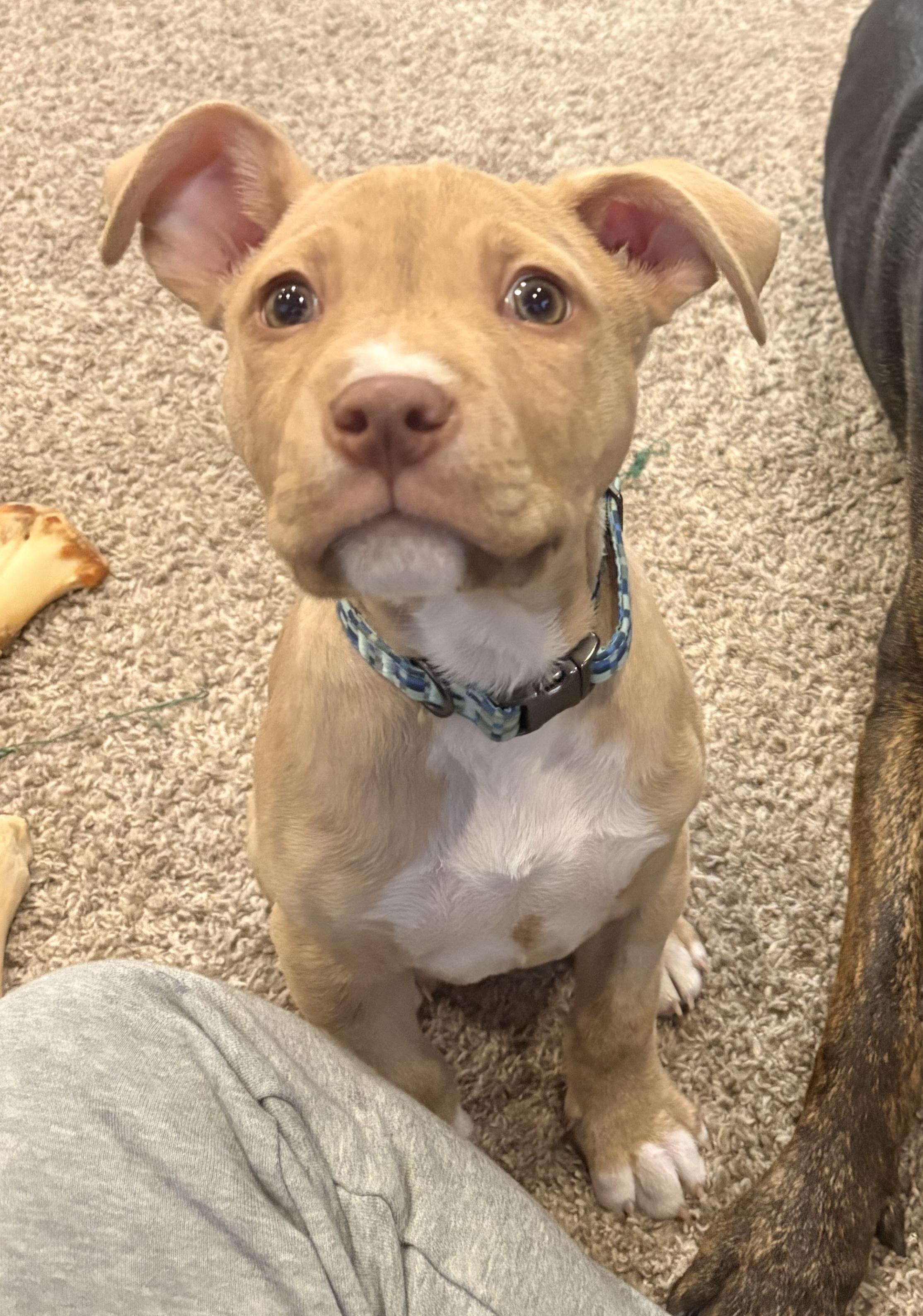 Duke, ADOPTABLE, Young Male American Staffordshire Terrier & Pit Bull Terrier.