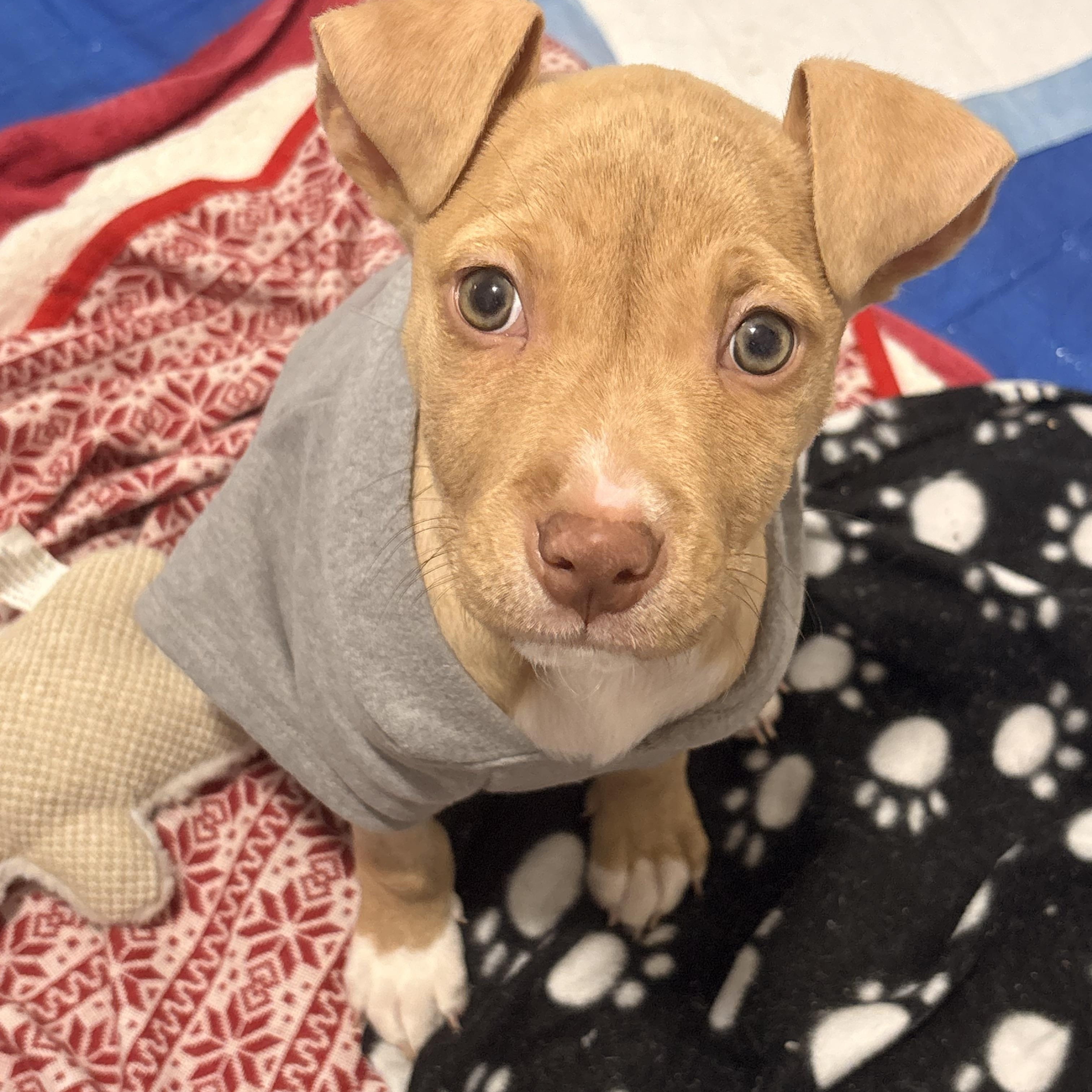 Enlarge Duke, a ADOPTABLE mixed breed in Warrenville, IL image 5/6