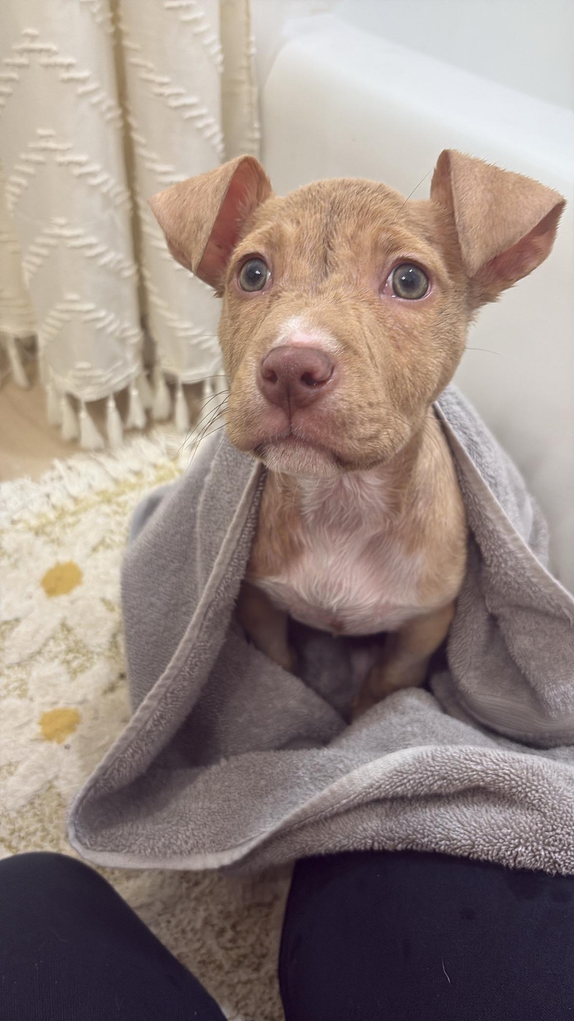 Enlarge Duke, a ADOPTABLE mixed breed in Warrenville, IL image 6/6