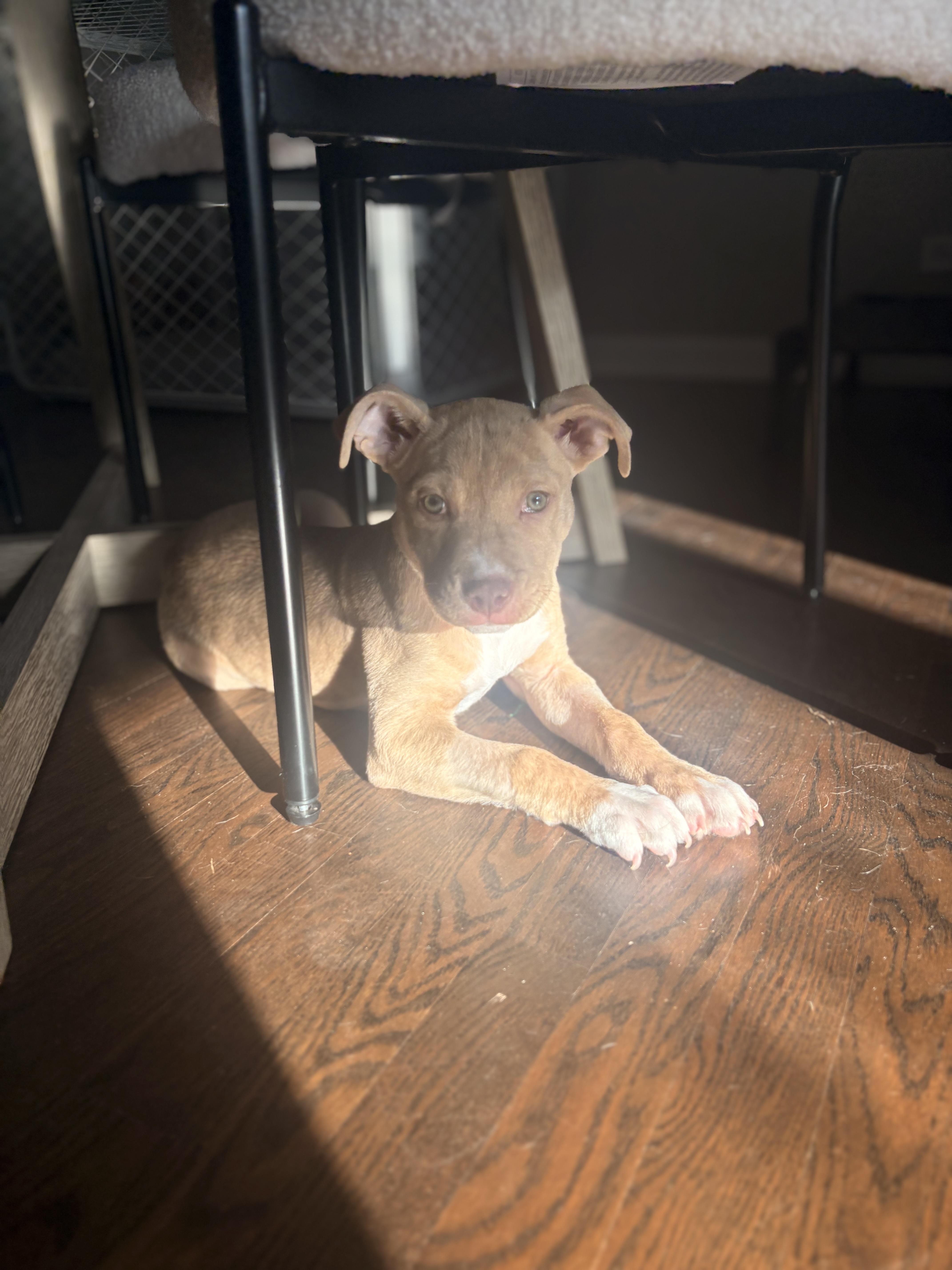 Enlarge Duke, a ADOPTABLE mixed breed in Warrenville, IL image 2/6