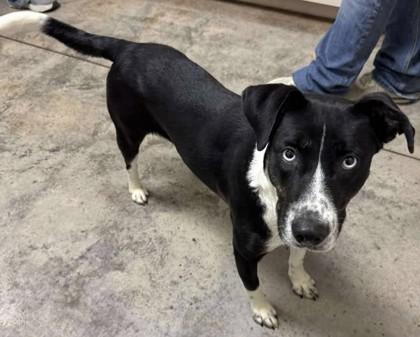 Enlarge Dairy Queen, a Adoptable mixed breed in Lampasas, TX image 2/3