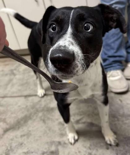 Enlarge Dairy Queen, a Adoptable mixed breed in Lampasas, TX image 3/3