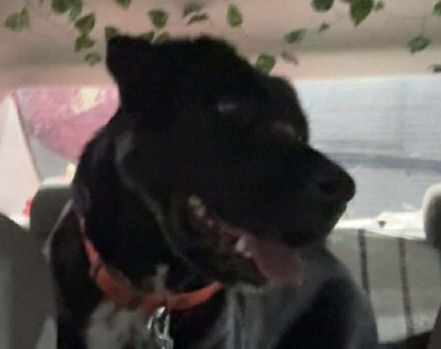 Noel , ADOPTABLE, Adult Female Black Labrador Retriever.