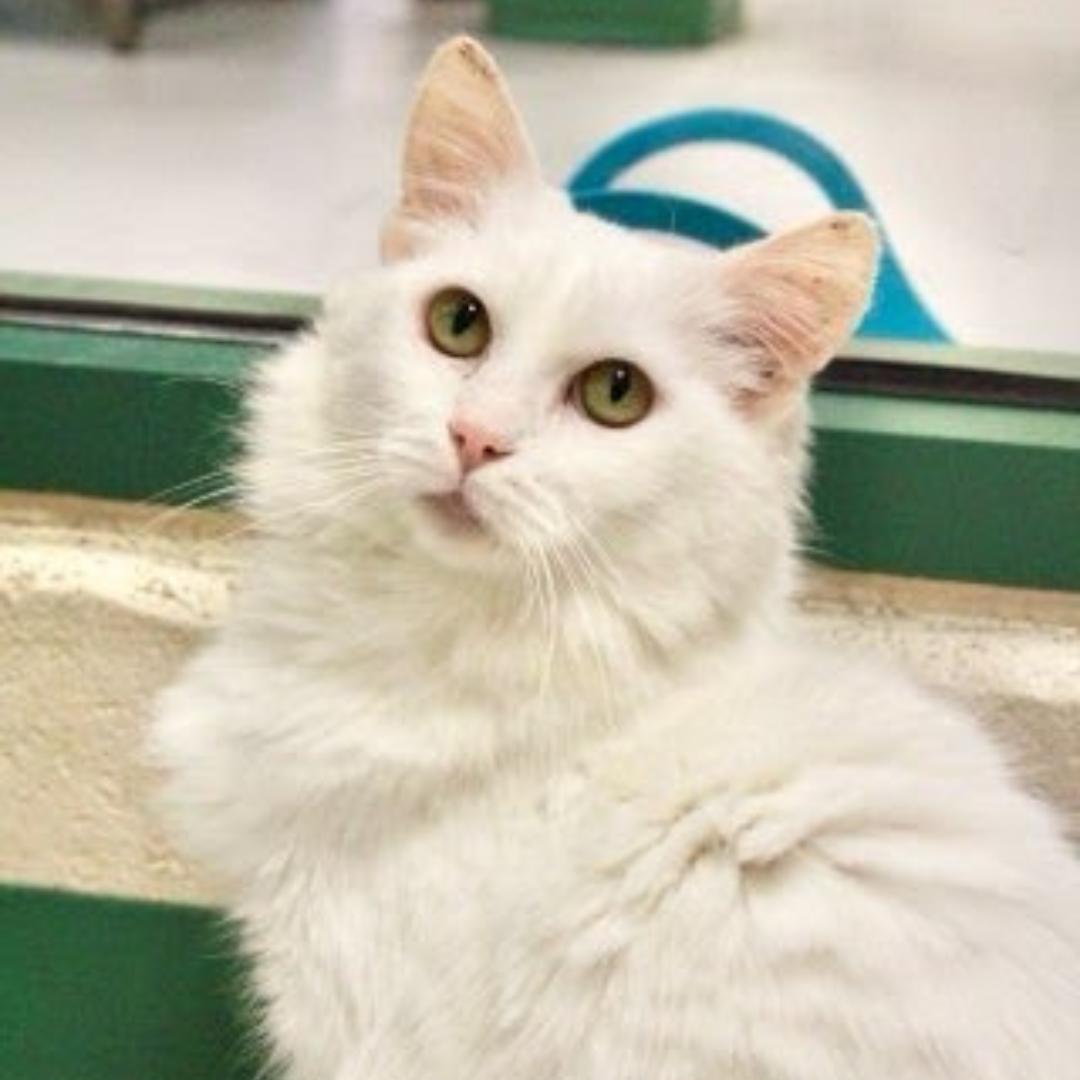 Enlarge Bunny, a Adopted Domestic Medium Hair in Springfield, MO image 2/4