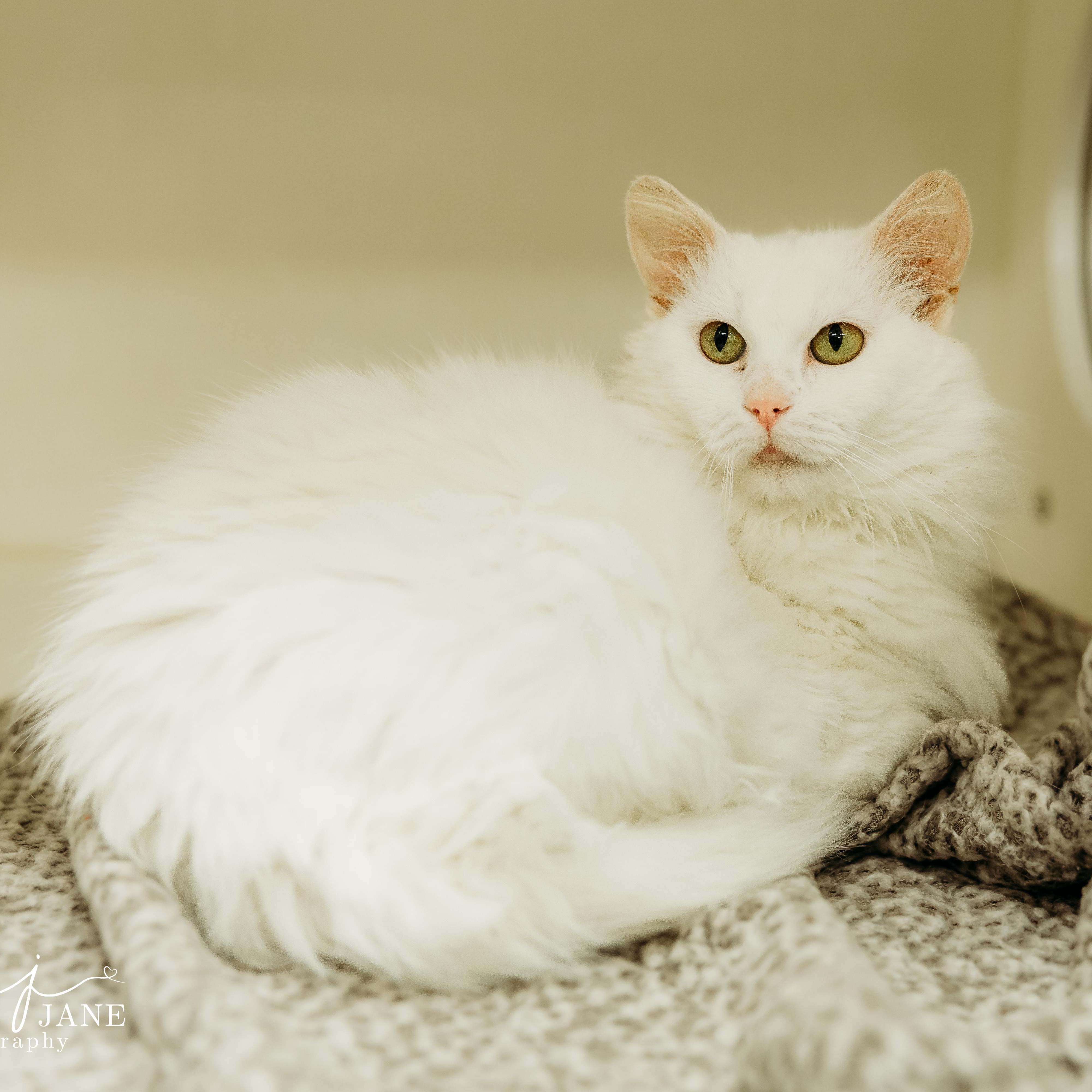 Enlarge Bunny, a Adopted Domestic Medium Hair in Springfield, MO image 4/4