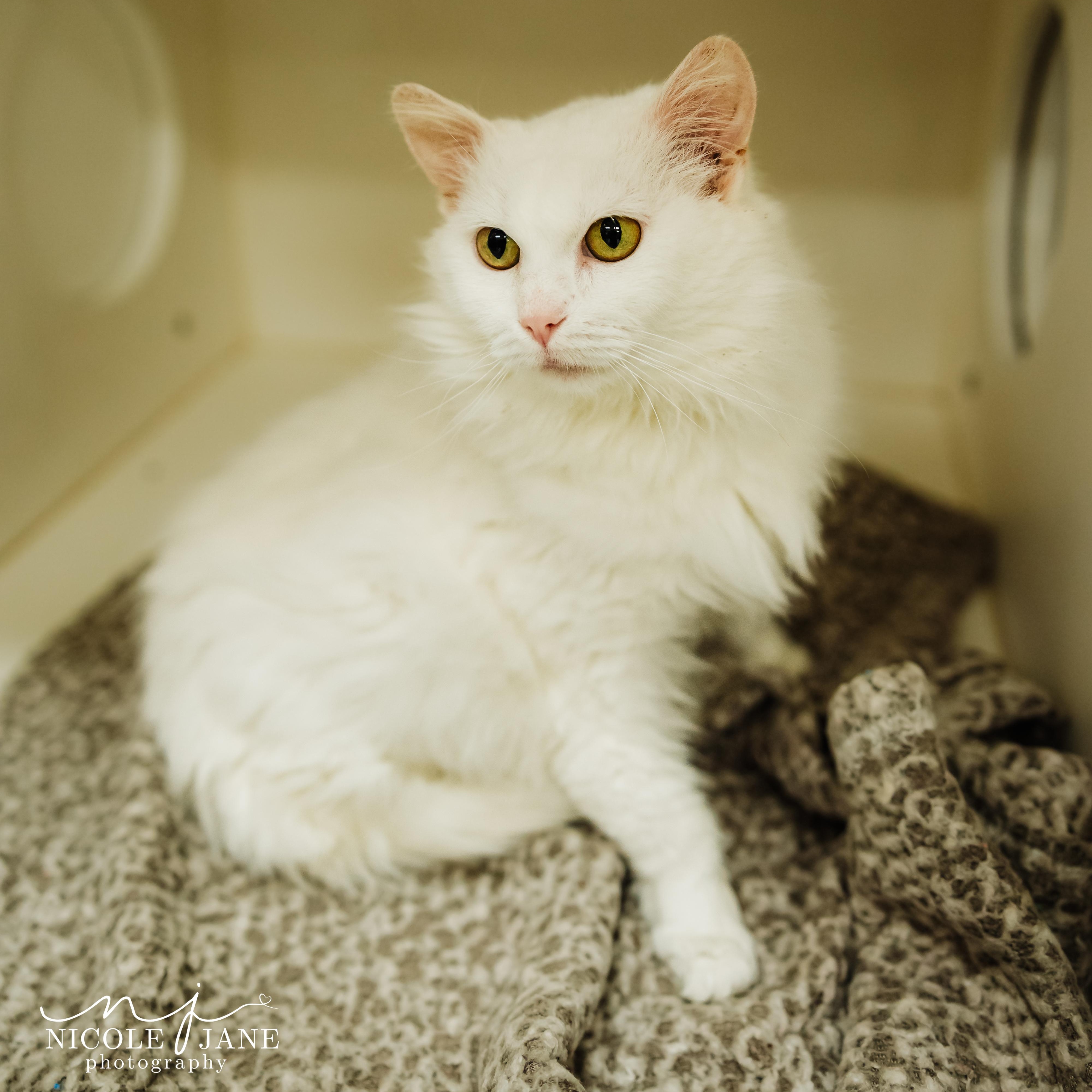 Enlarge Bunny, a Adopted Domestic Medium Hair in Springfield, MO image 1/4