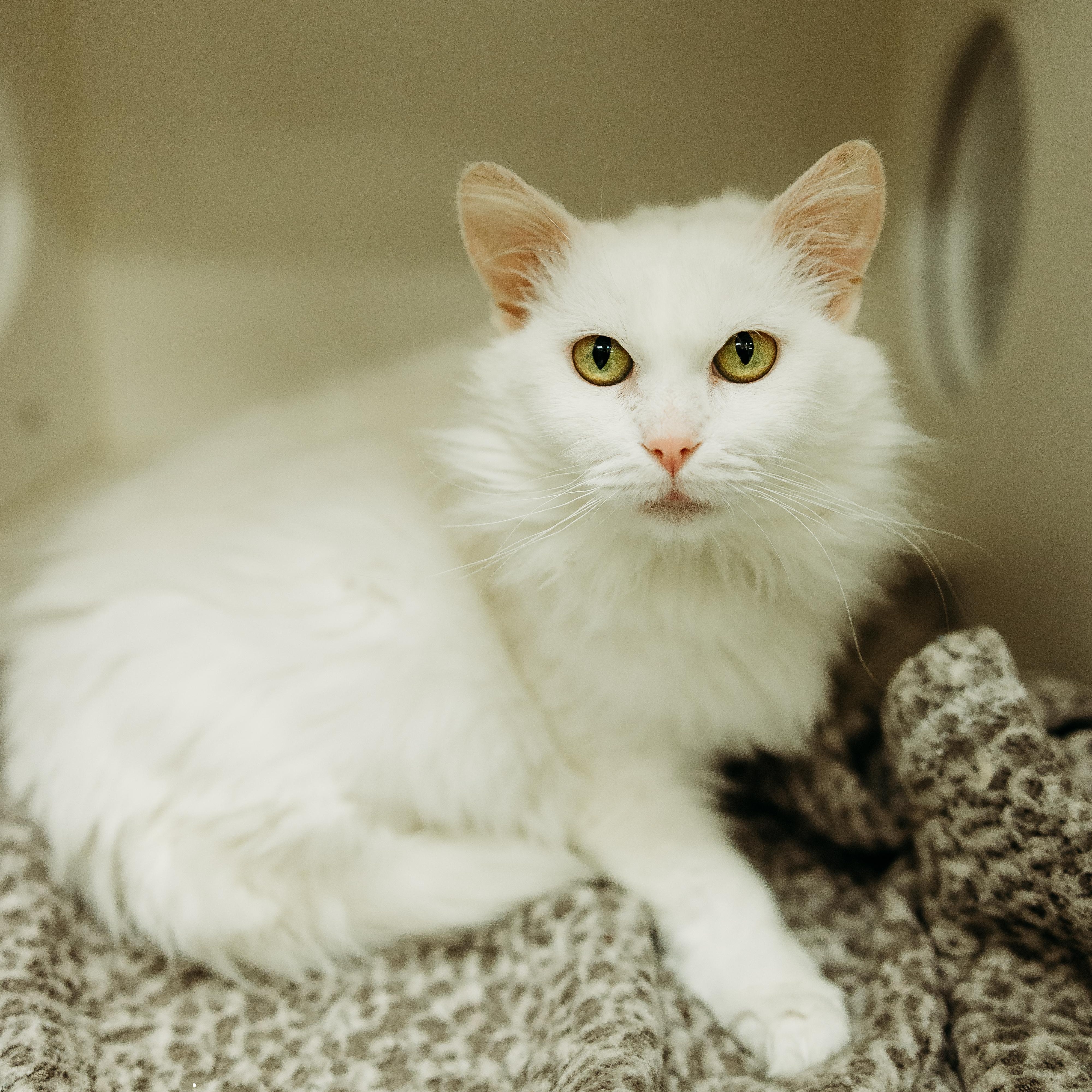 Enlarge Bunny, a Adopted Domestic Medium Hair in Springfield, MO image 3/4