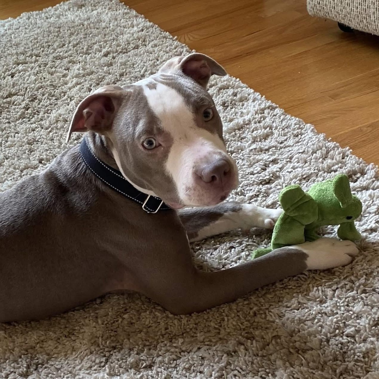 Enlarge Xavier, a ADOPTABLE mixed breed in McHenry, IL image 3/4