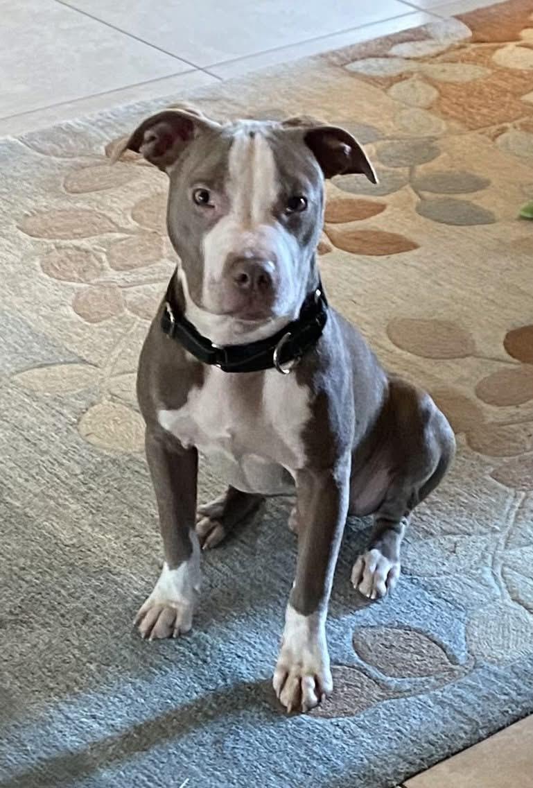 Enlarge Xavier, a ADOPTABLE mixed breed in McHenry, IL image 4/4