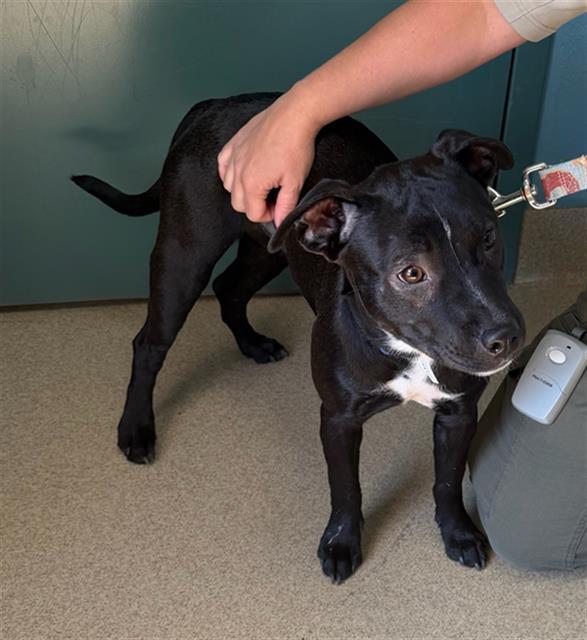 MONICA, Adoptable, Young Female Feist & Mixed Breed.