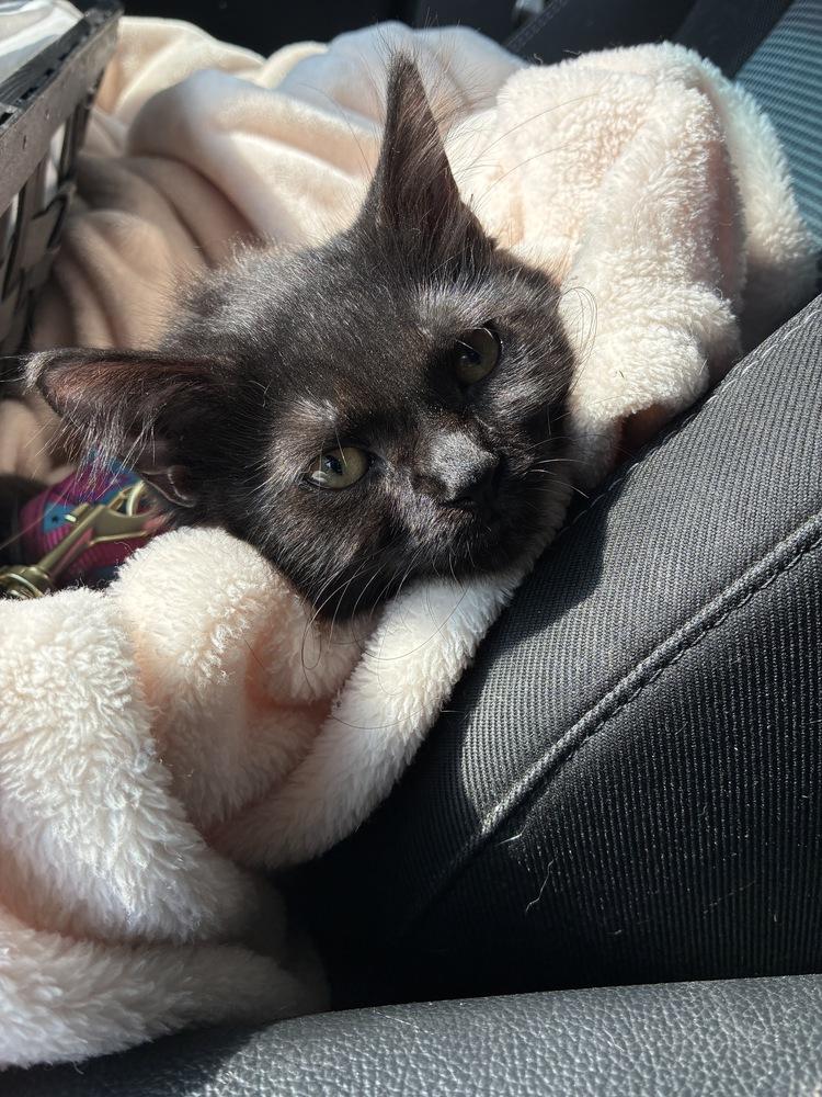 Chill Chiffon, a Adoptable Domestic Medium Hair in Randolph, MA image 1/5