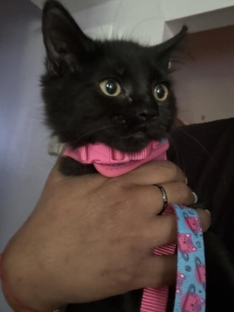 Chill Chiffon, a Adoptable Domestic Medium Hair in Randolph, MA image 2/5