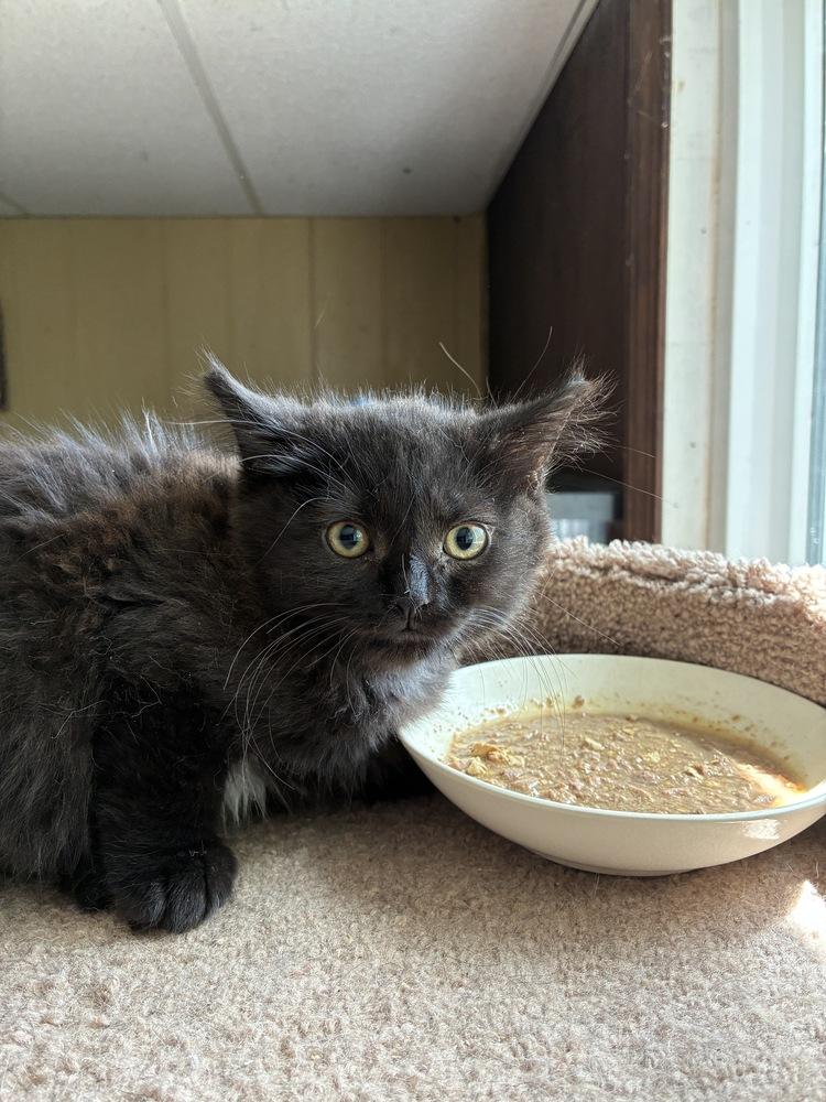 Chill Chiffon, a Adoptable Domestic Medium Hair in Randolph, MA image 3/5