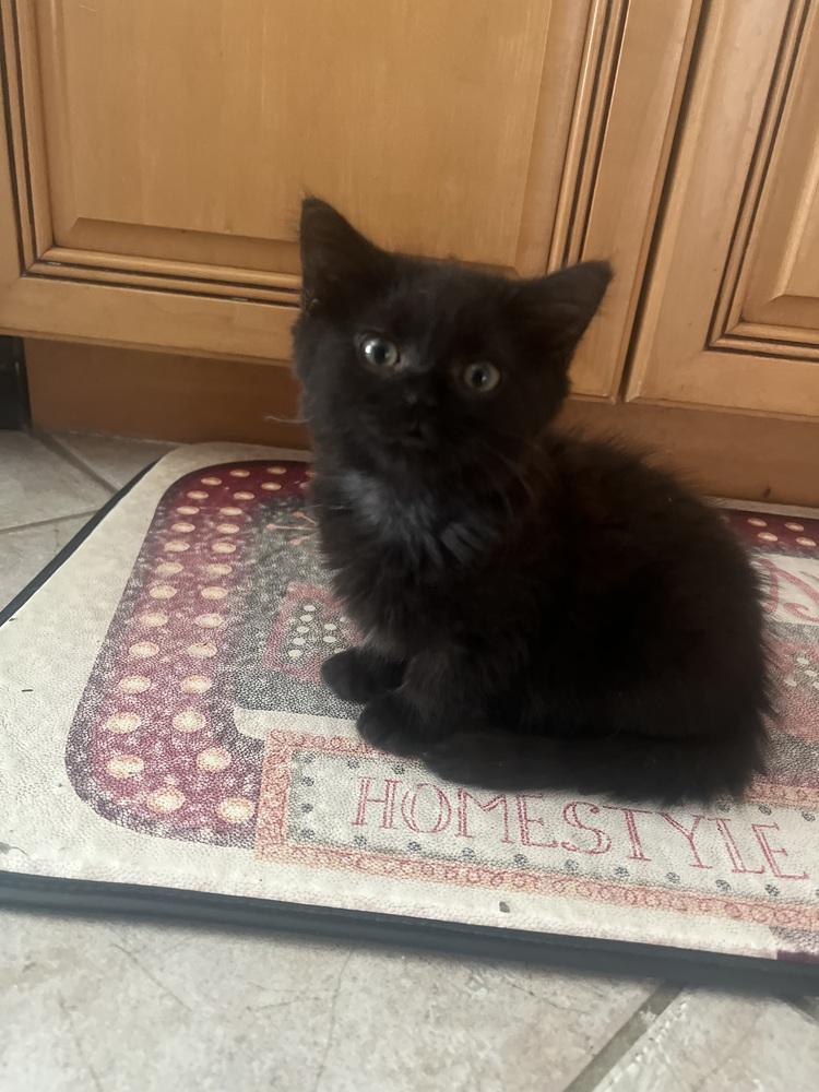 Chill Chiffon, a Adoptable Domestic Medium Hair in Randolph, MA image 5/5