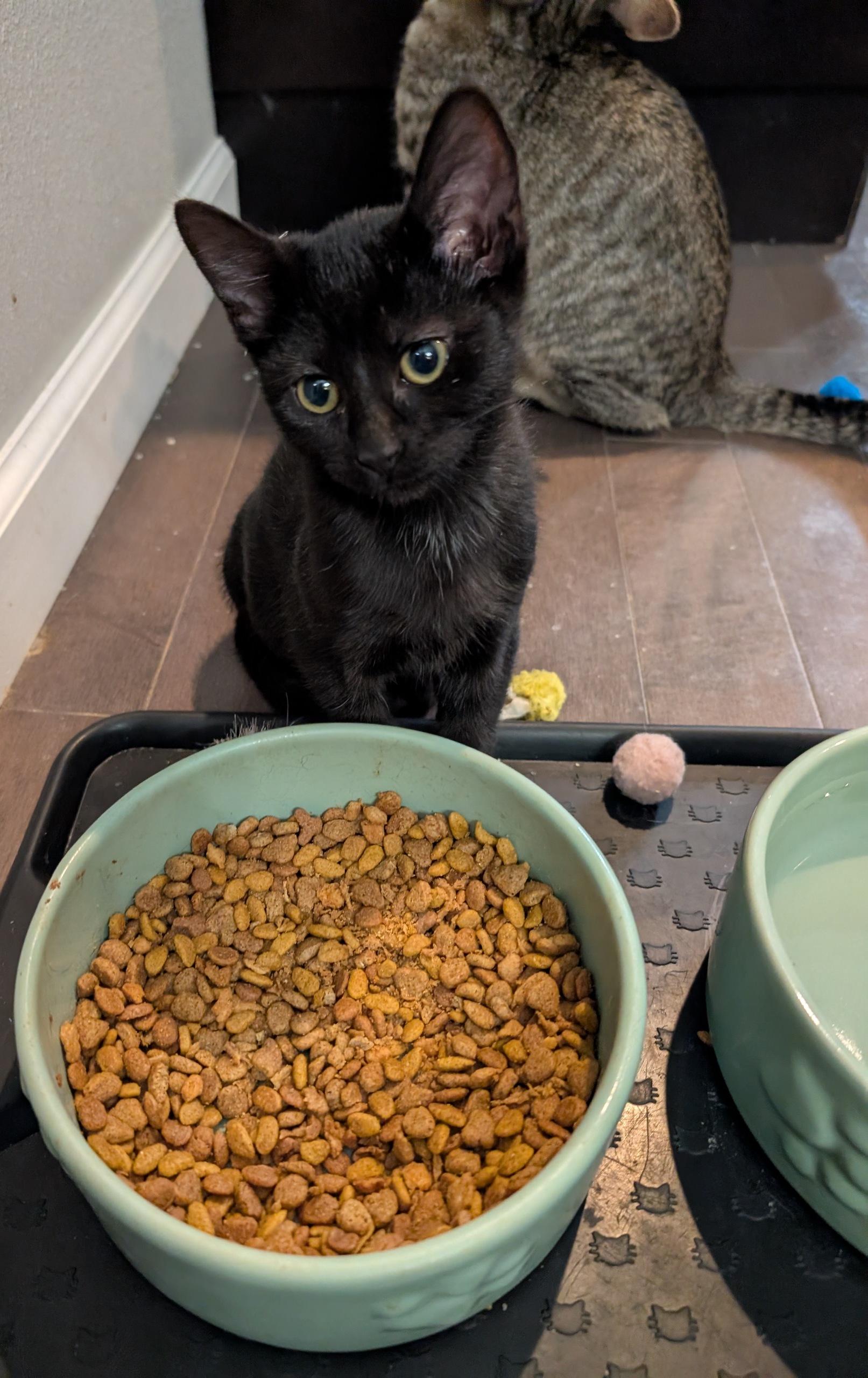 Vlad, a Adoptable Domestic Short Hair in Fairview Heights, IL image 2/4