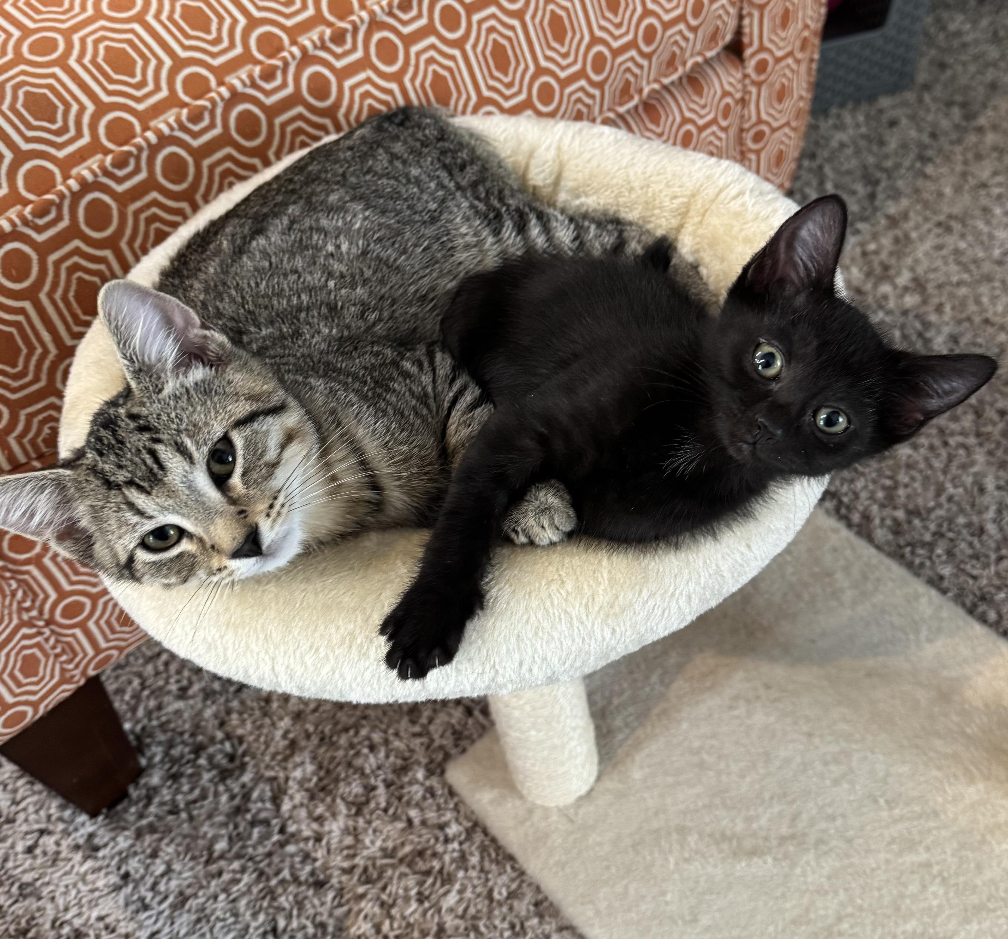 Vlad, a Adoptable Domestic Short Hair in Fairview Heights, IL image 4/4