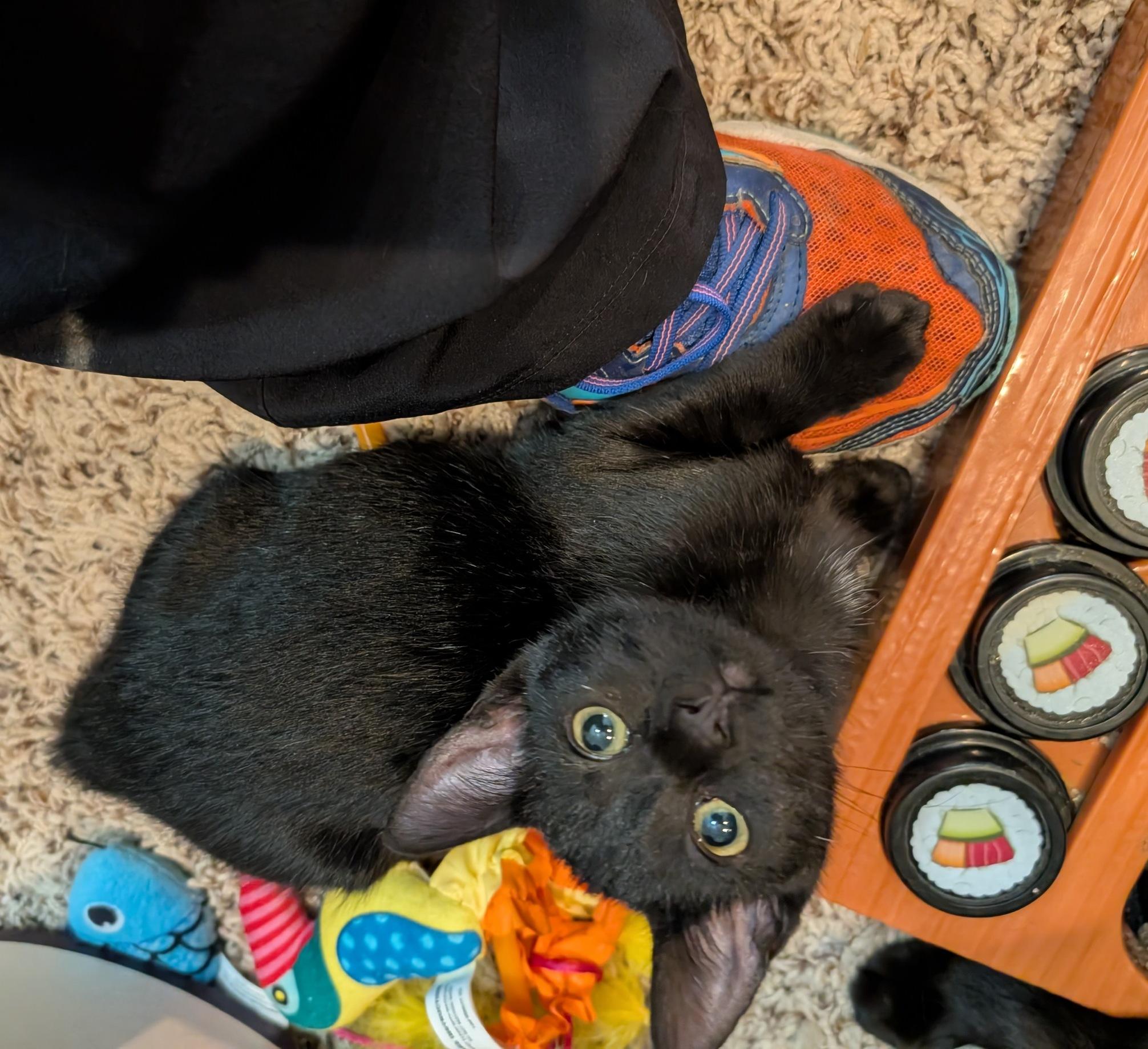 Vlad, a Adoptable Domestic Short Hair in Fairview Heights, IL image 3/4