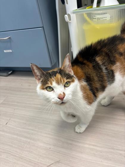 Enlarge Grace, a Adoptable mixed breed in Manteo, NC image 1/3