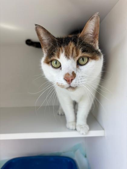 Enlarge Grace, a Adoptable mixed breed in Manteo, NC image 2/3