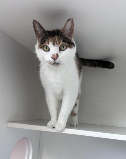 Enlarge Grace, a Adoptable mixed breed in Manteo, NC image 3/3