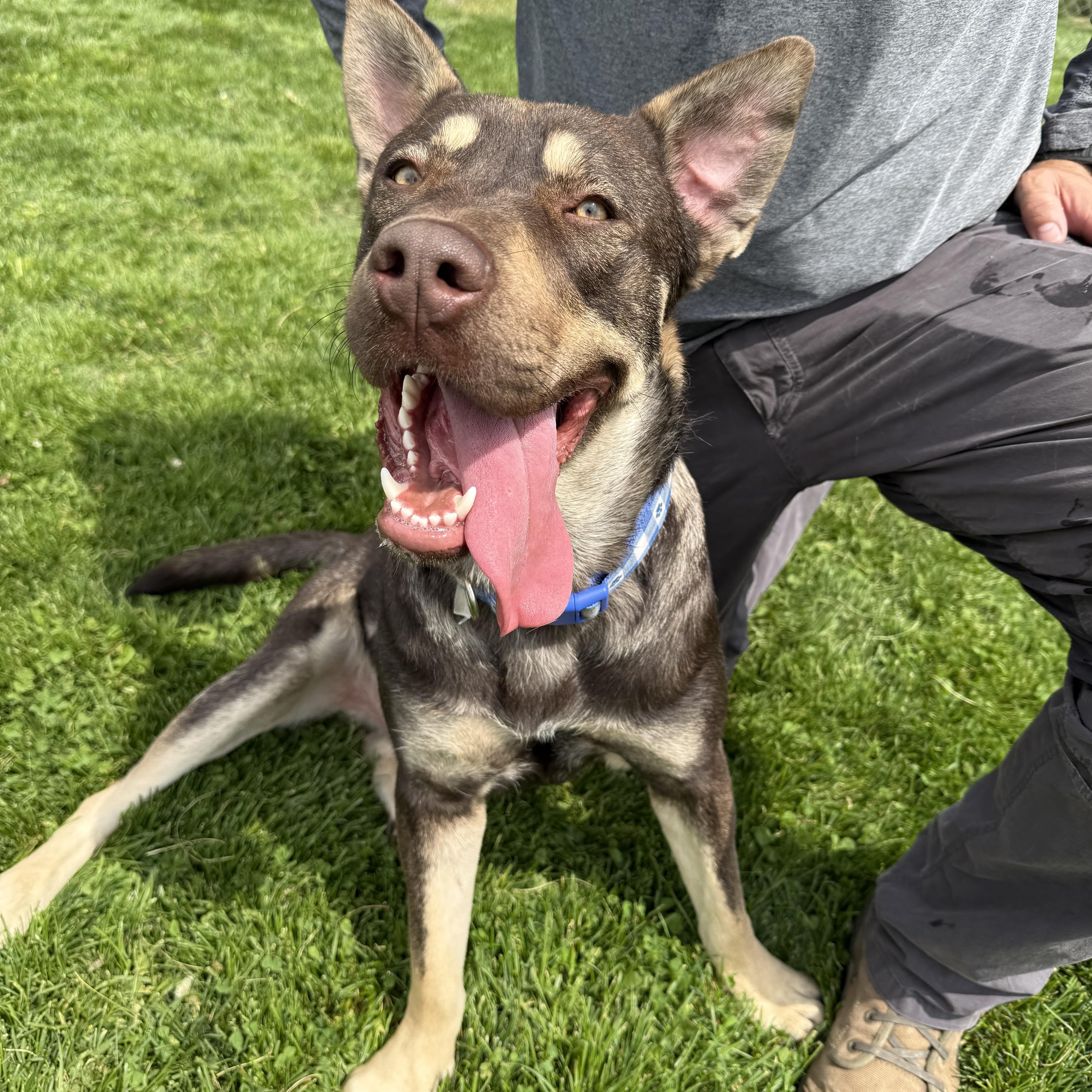 Enlarge Rosco, a Adoptable mixed breed in Prineville, OR image 5/5