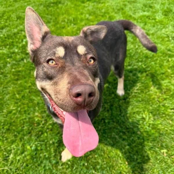 Enlarge Rosco, a Adoptable mixed breed in Prineville, OR image 2/5