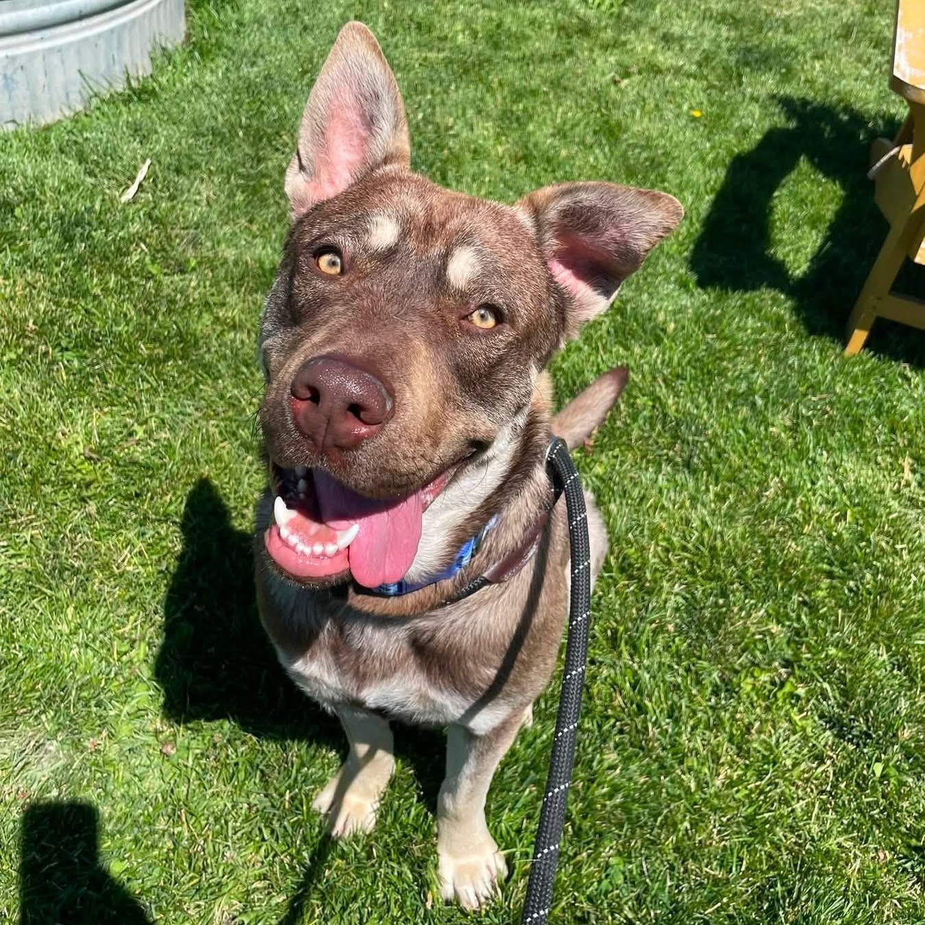 Enlarge Rosco, a Adoptable mixed breed in Prineville, OR image 1/5