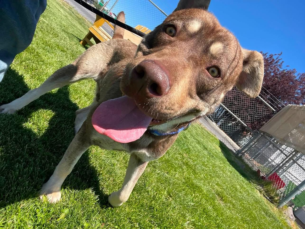 Enlarge Rosco, a Adoptable mixed breed in Prineville, OR image 3/5