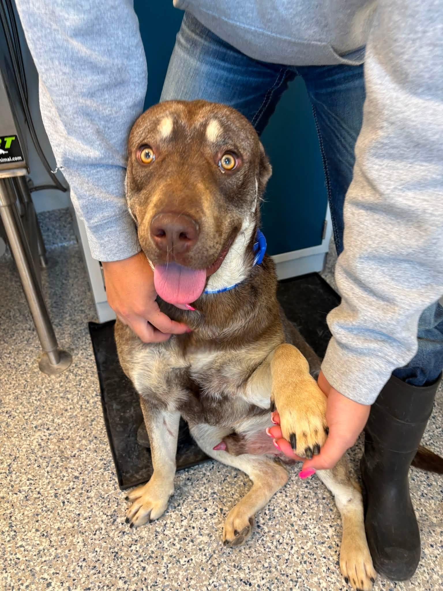 Enlarge Rosco, a Adoptable mixed breed in Prineville, OR image 4/5