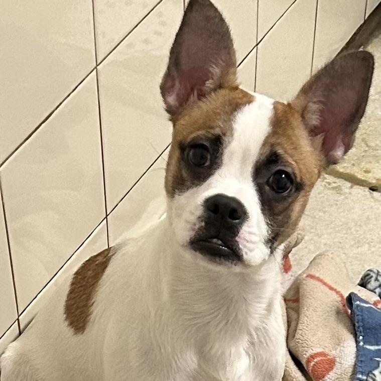 Bella, Adoptable, Puppy Female Boston Terrier.