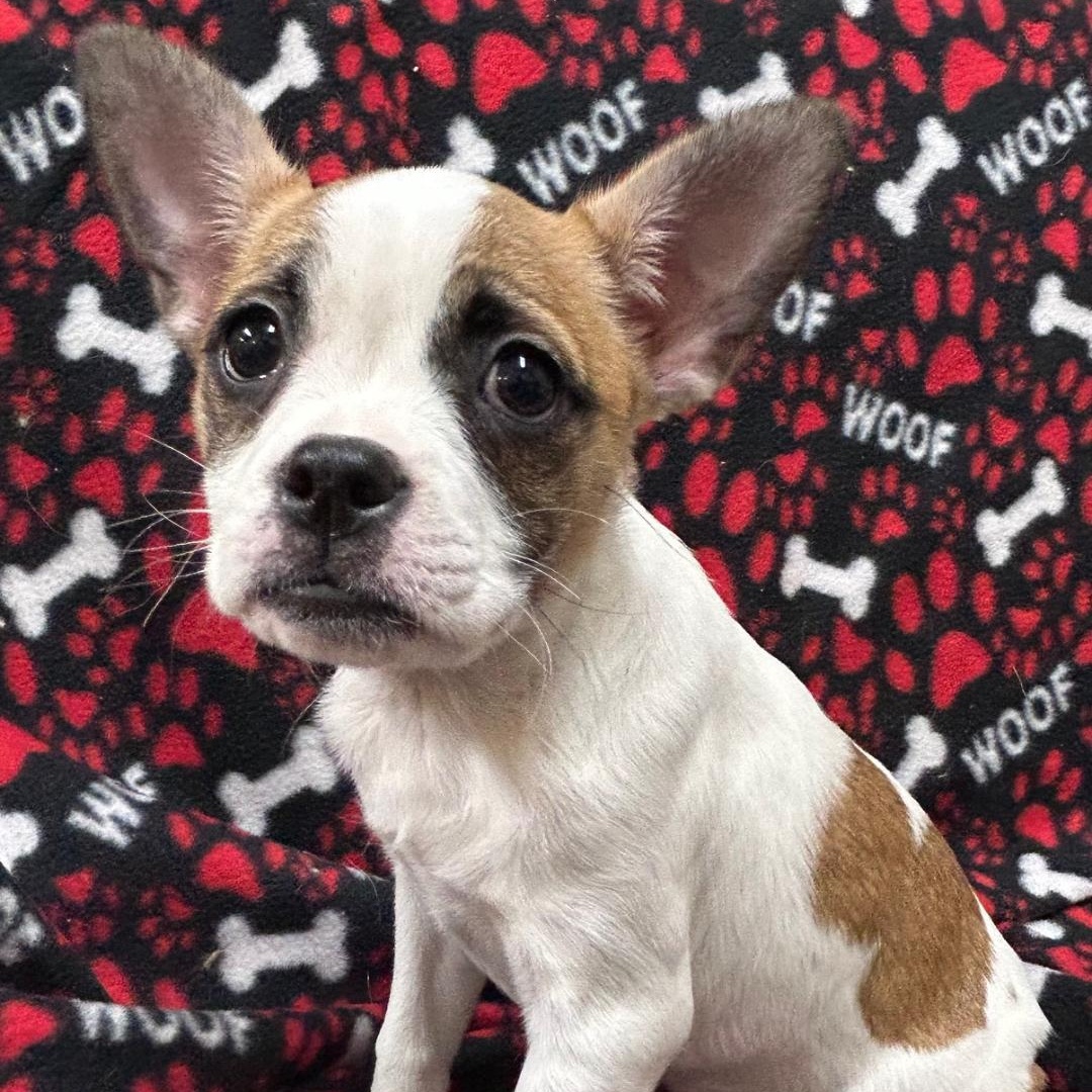 Bella, a Adoptable Boston Terrier in Bartonsville, PA image 4/4