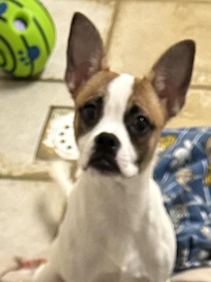 Enlarge Bella, a Adoptable Boston Terrier in Bartonsville, PA image 5/5