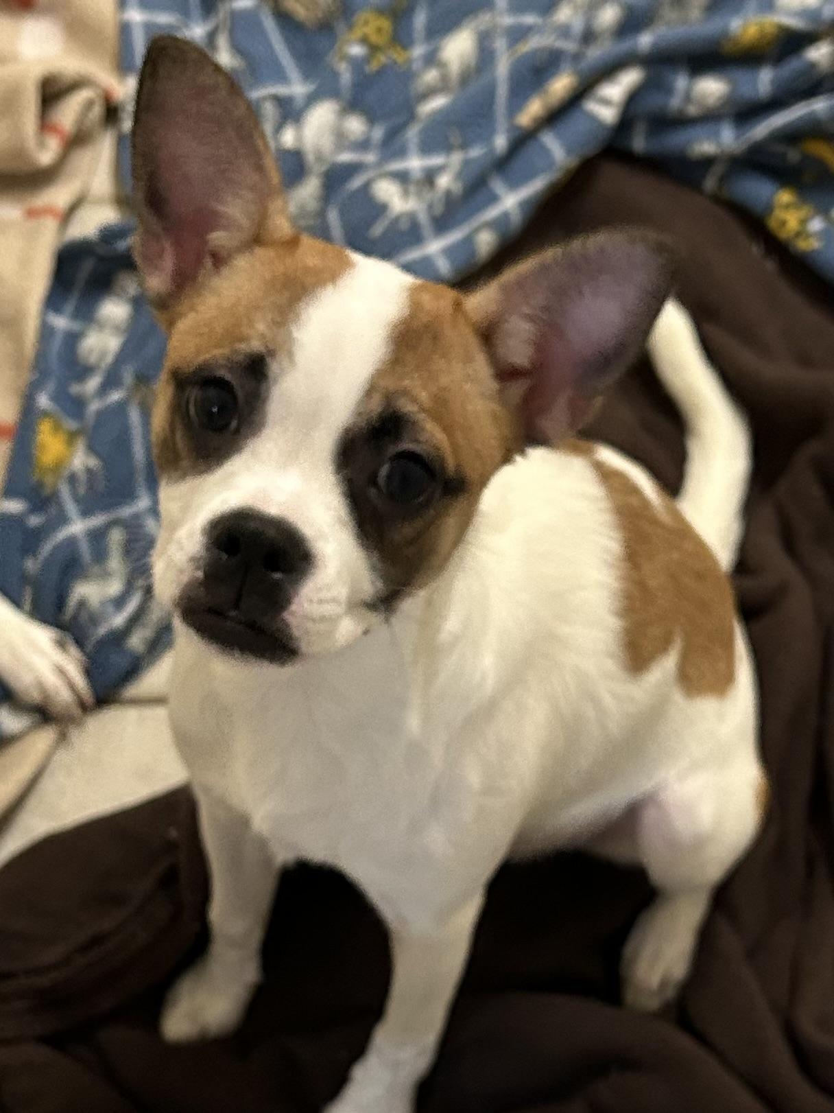 Enlarge Bella, a Adoptable Boston Terrier in Bartonsville, PA image 4/5