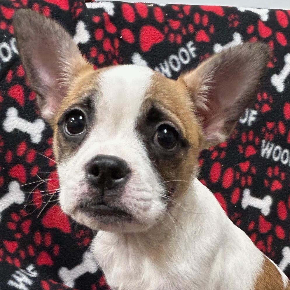 Bella, Adoptable, Puppy Female Boston Terrier.