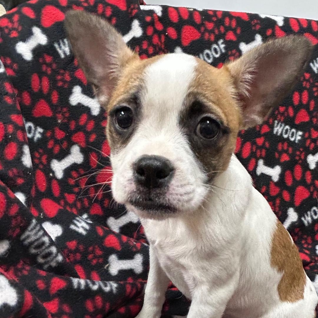 Bella, a Adoptable Boston Terrier in Bartonsville, PA image 3/4