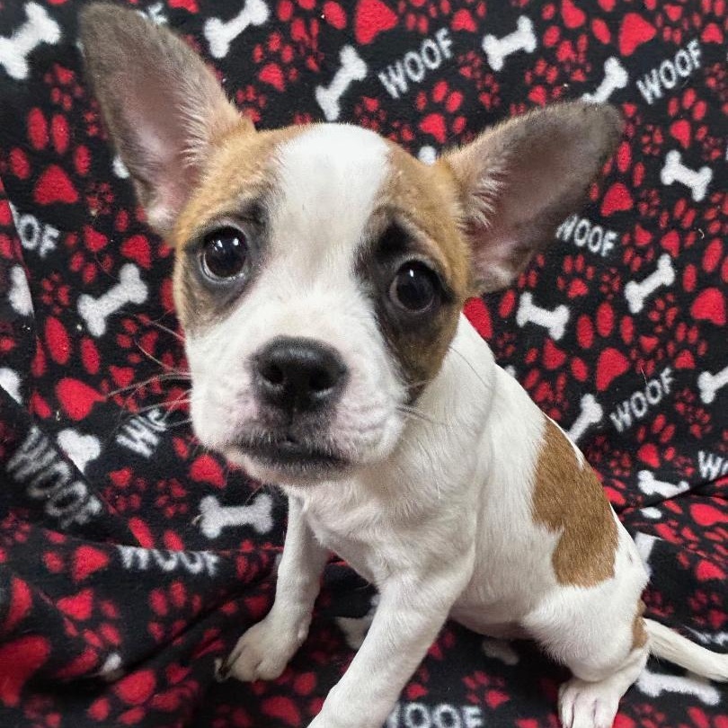 Bella, a Adoptable Boston Terrier in Bartonsville, PA image 2/4