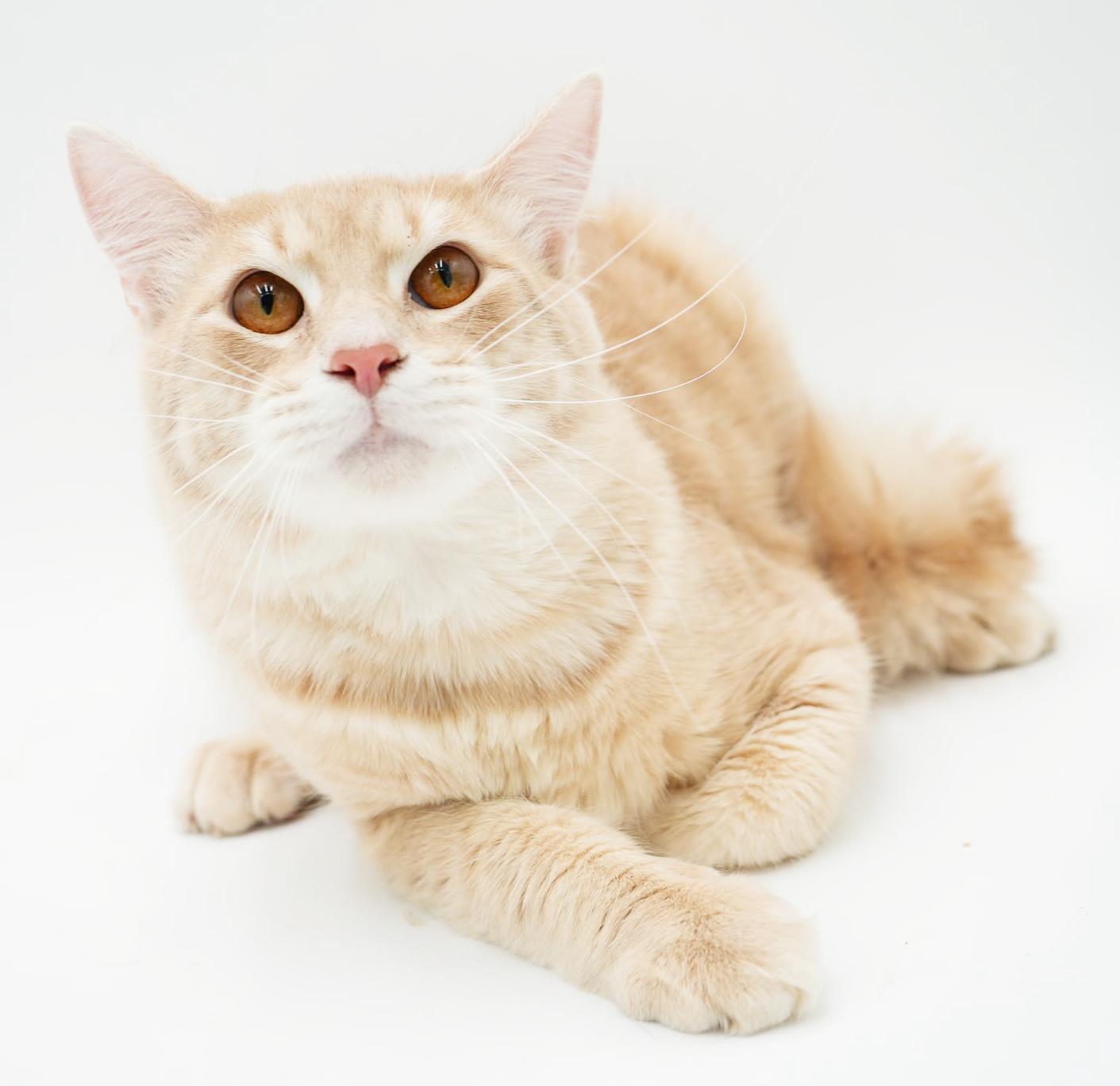 Enlarge Skipper is just bubbling with excitement to meet you!, an adoptable mixed breed in Bedford Hills, NY image 6/6