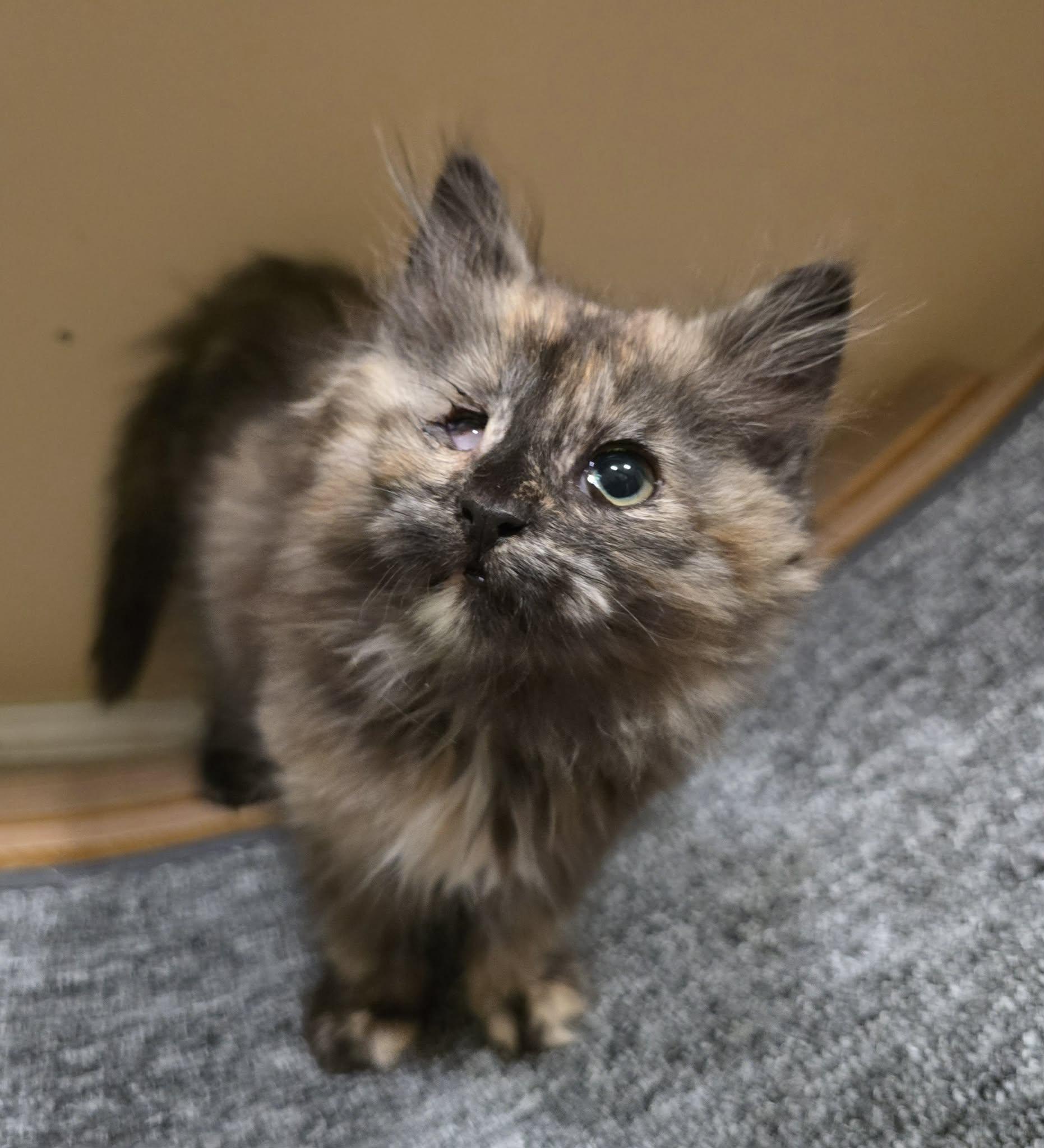 Marigold kitten, an adopted Tortoiseshell in Enfield, CT image 2/3