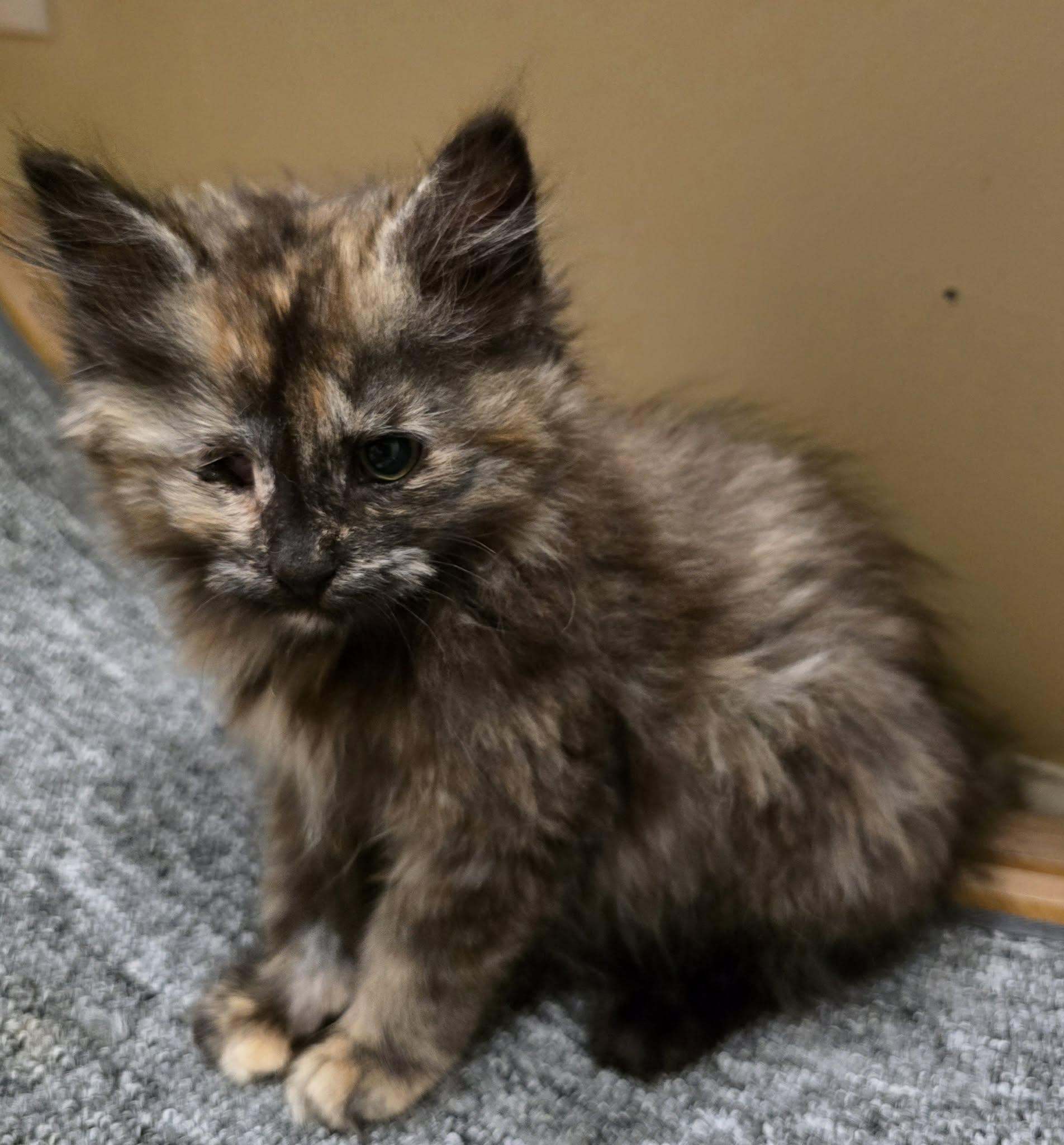 Marigold kitten, an adopted Tortoiseshell in Enfield, CT image 3/3