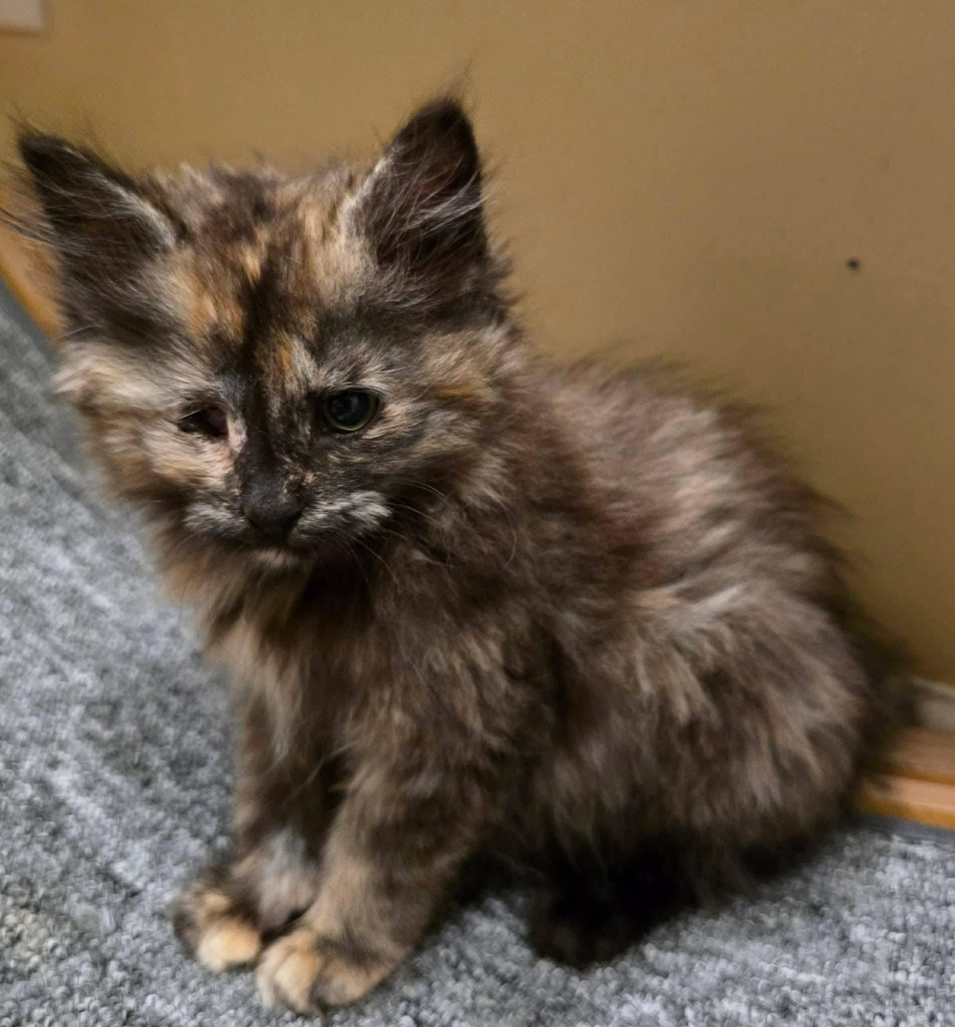 Marigold kitten, adopted, Kitten Female Tortoiseshell.