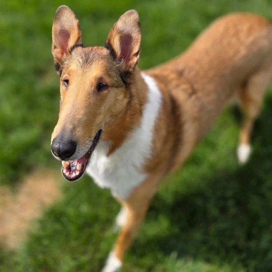Jacoby, a Adoptable Smooth Collie in Dublin, OH image 1/2