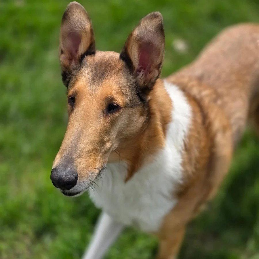 Jacoby, a Adoptable Smooth Collie in Dublin, OH image 2/2